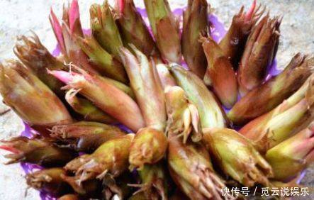 药效|农村这几种野菜,一定要多吃,药效神奇个个是宝,错过又要等一年