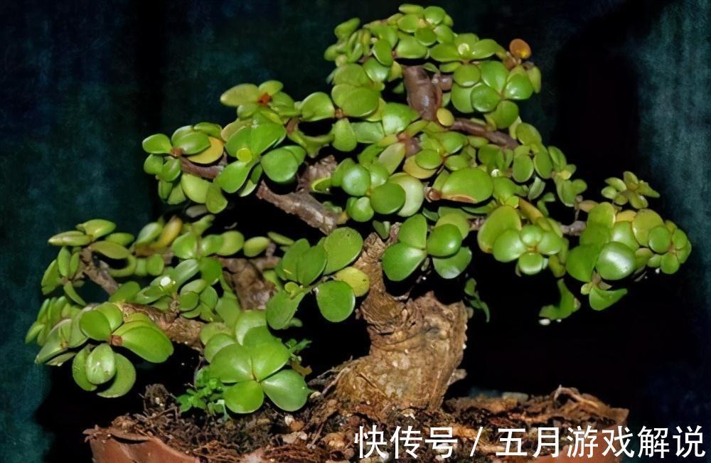 树木|多肉植株中的金枝玉叶,木质化主茎随便修剪,就是上好盆景