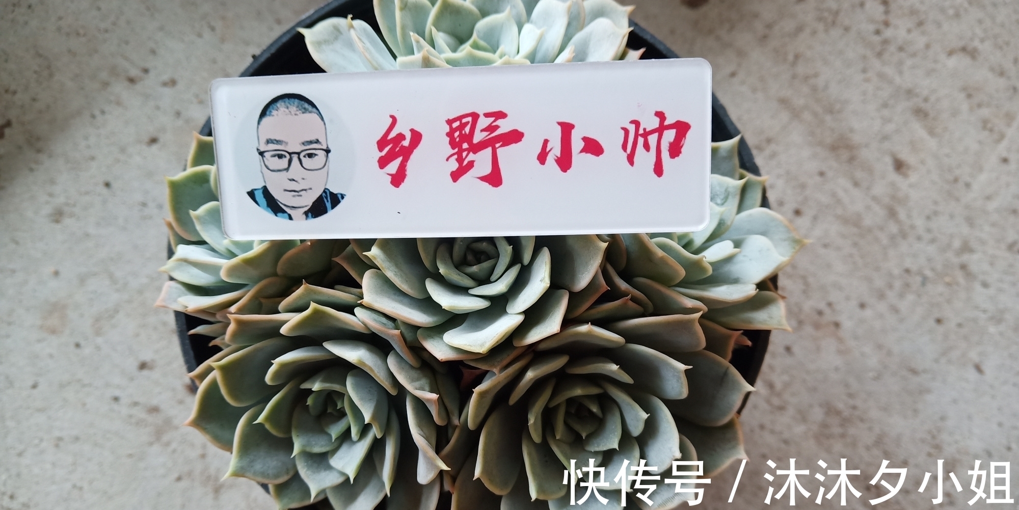 冬季养多肉,想让肉肉安全过冬,这几个因素一定要把握好