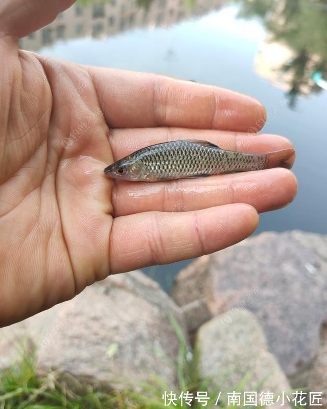 鲫鱼|向高龄钓友请教的“摇三摇”钓法，毫无保留的分享给大家