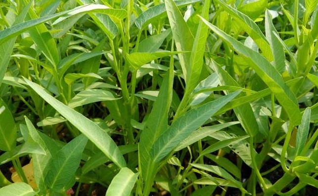 它是天然“碱性蔬菜”,钙是西红柿12倍,7月正当季,遇到就是福