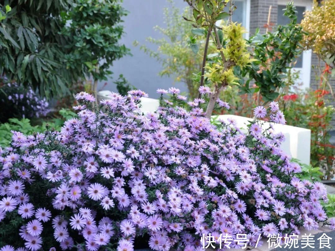 显摆一下我的家丨花开香满院,爱花人在自家庭院建小花园