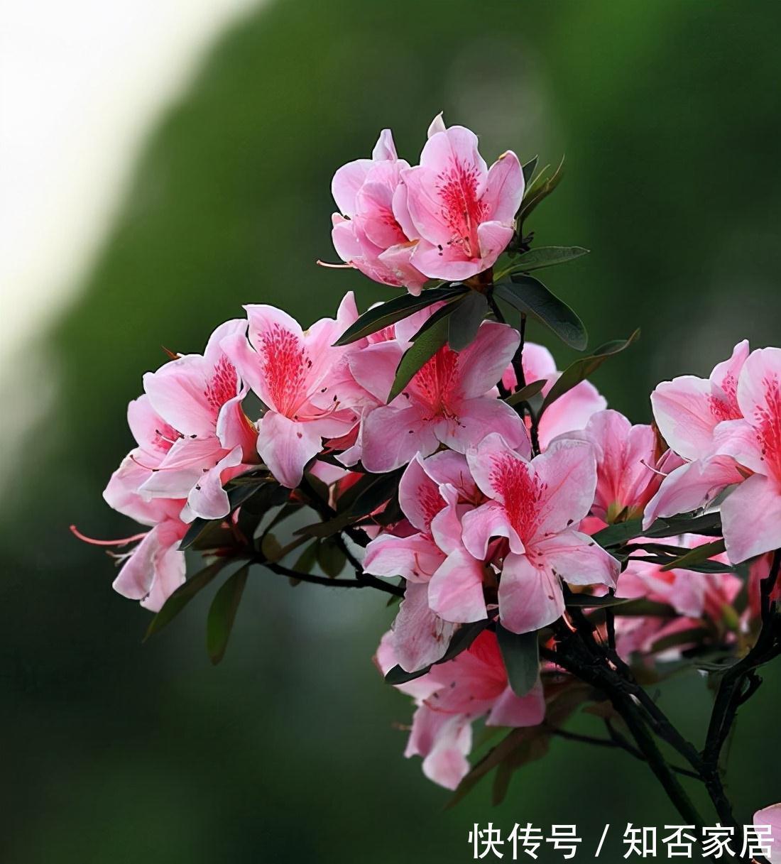 淘米水浇花，有些细节要注意，不然会适得其反