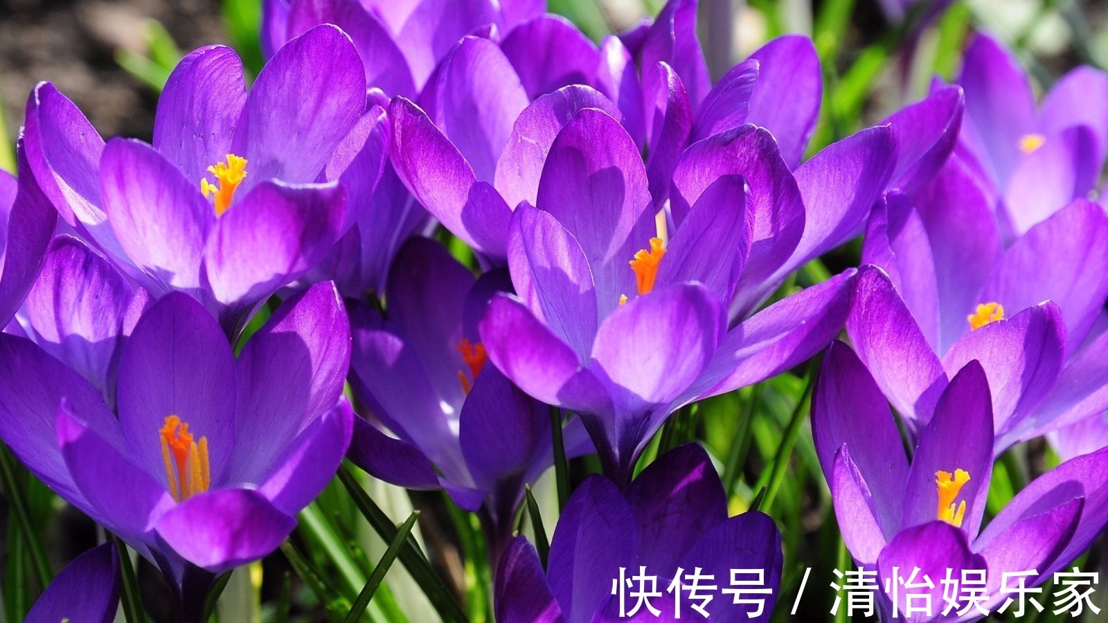 药用价值!此花精致优雅香味独特,具有很高的药用价值,象征着真心的爱情