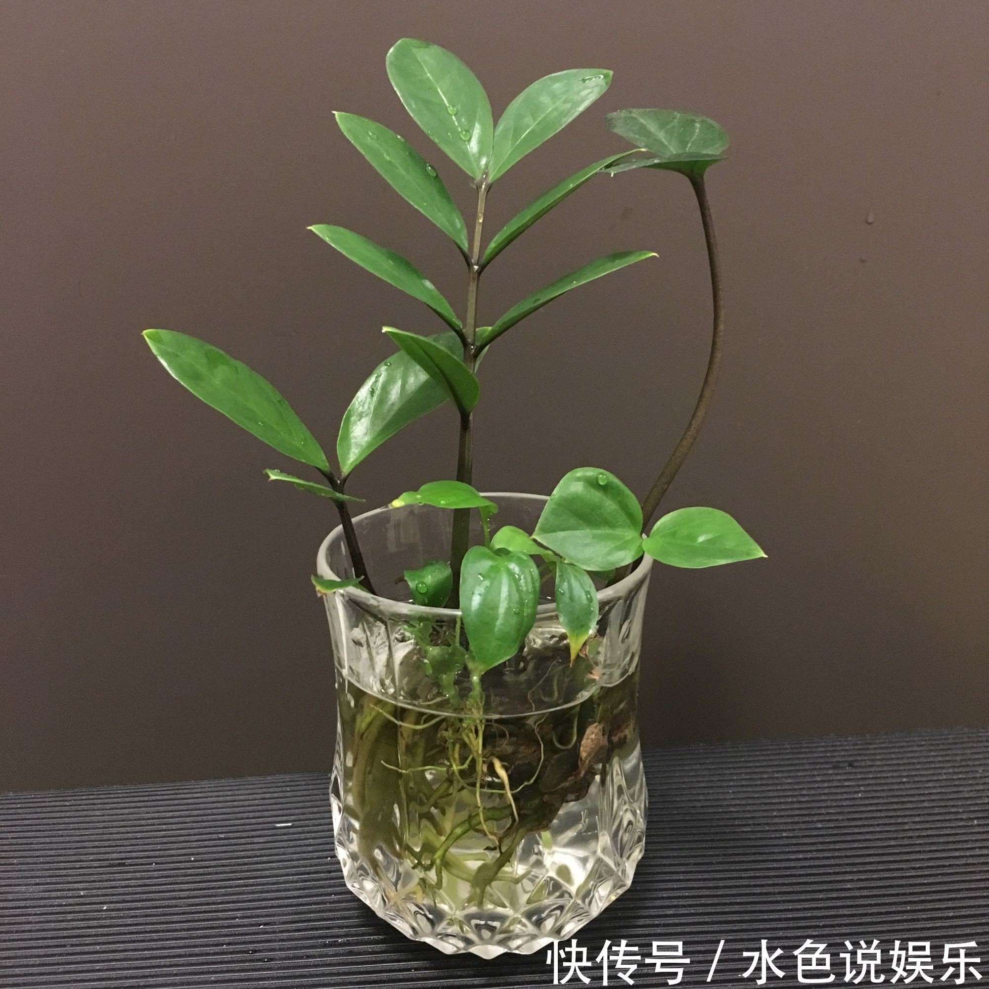 移栽|买回来的金钱树不要急着分盆,做不到4点,多走很多冤枉路