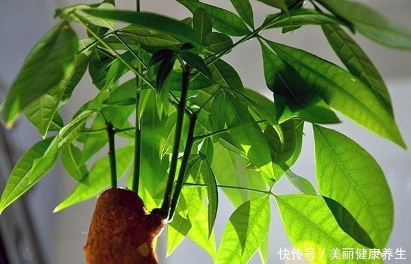 养护|聪明人都养这3种树,美观大气能镇宅,能养好几年!