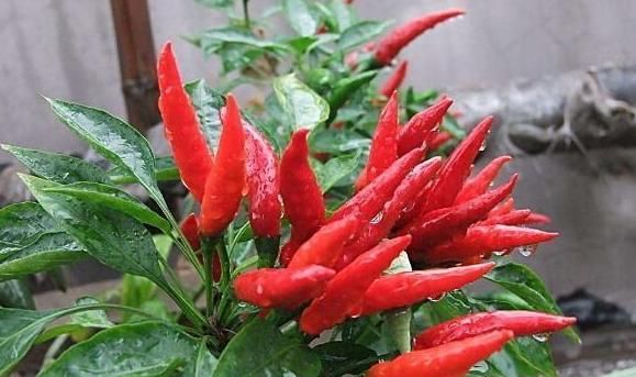  大肚子|湿气最怕几种“死对头”，水里撒2把，湿气排光，大肚子也没了！