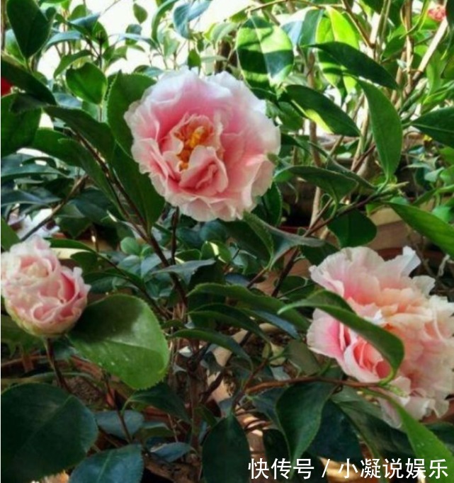 茶花|1种花，比牡丹还美，比绿萝还好养，棵棵开满枝头！