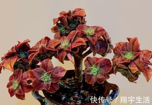多肉法师|多肉法师老桩适合放在什么地方养？当然是通风好又宽敞的环境中了