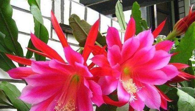 4种漂亮花，好打理易爆盆，阳台变花海，越养越喜欢