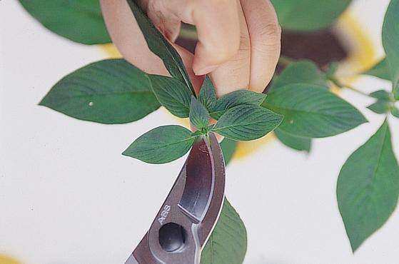 又到了扦插的季节，这十种扦插方法学起来，大大增加存活率