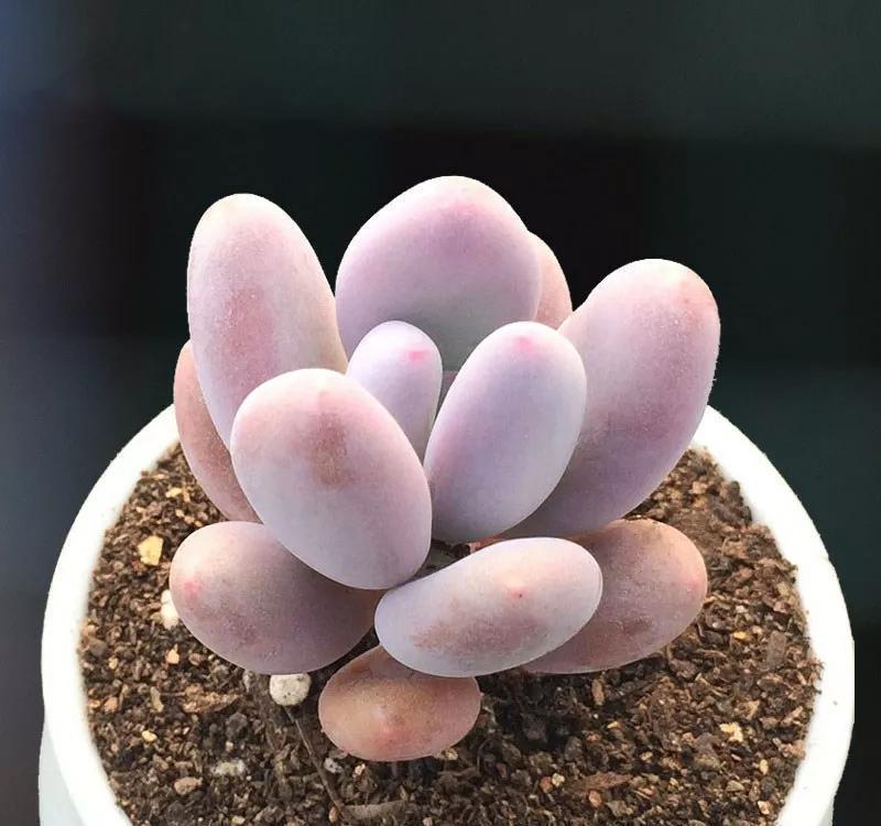 桃蛋，不要拿桃美人冒充，它不配和做姐妹，你知道区别在哪嘛