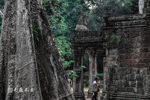 中年|塔布隆寺——古树与神庙的爱恨情仇，化作生死相依的永世缠绵