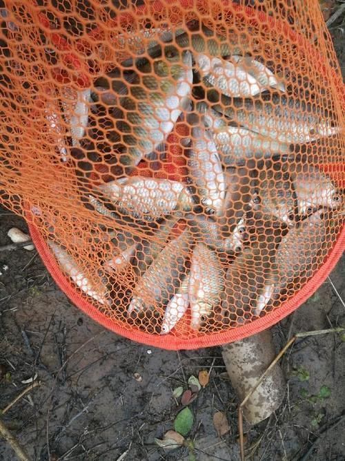 爆护|六陈水库开光新鱼护,崇尚不以爆护秀钓技