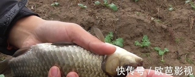 七星漂朝天钩钓鲫鱼,挂对蚯蚓是关键,这2种挂法简单却实用