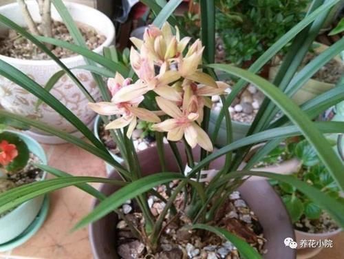 家庭养兰花,就怕4种错误养护,难怪总是养不好