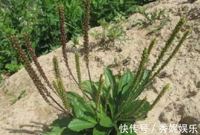 农村|杂草中的一种草，被称为“救命草”20年前当菜吃，如今有价无市！