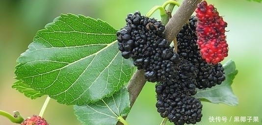 可口|农村这种果子,酸甜可口又营养,补肝益肾效果好,看见可别流口水