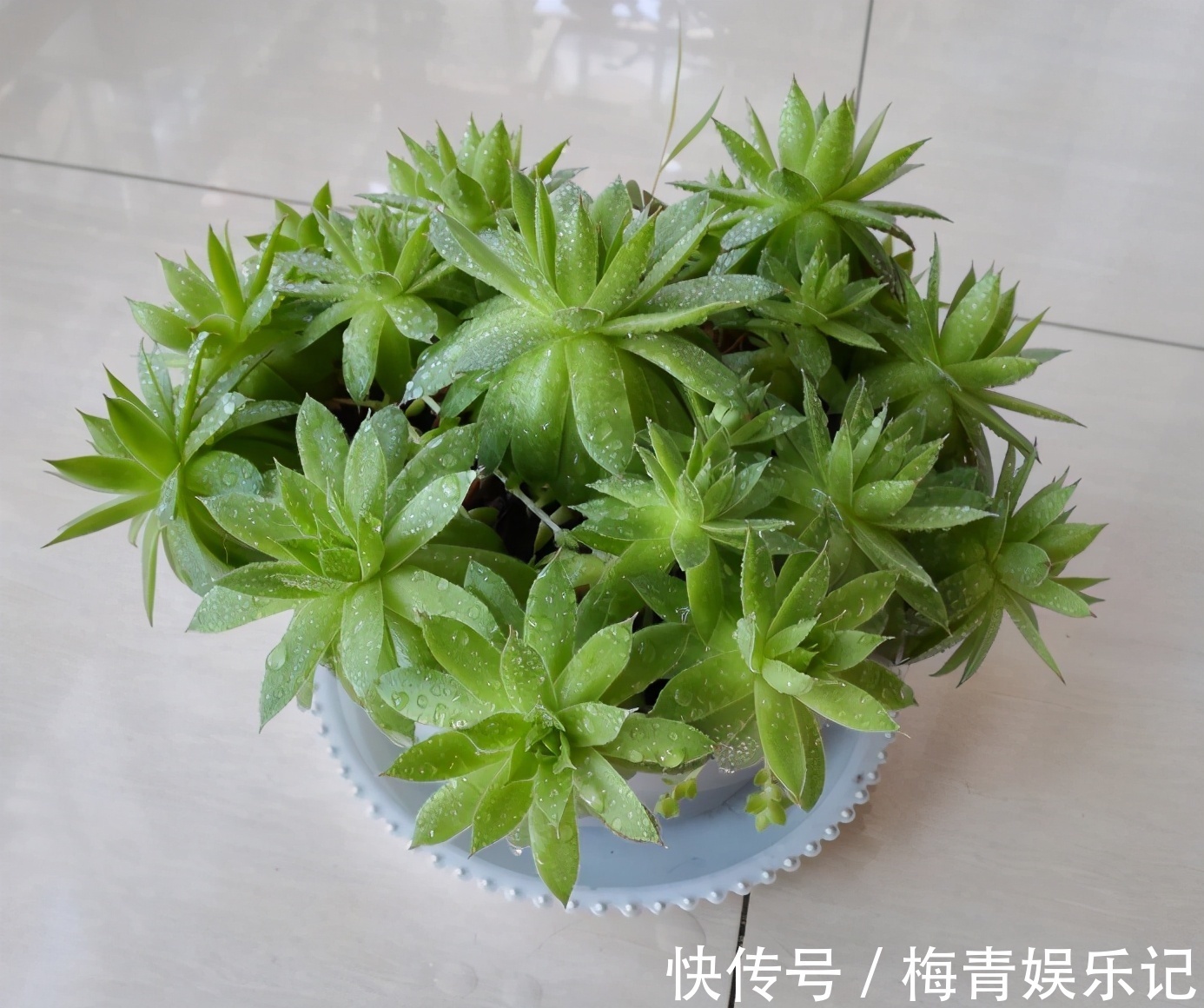 养花别再没自信了,盆栽这“4款”多肉,“随便整”都弄不死