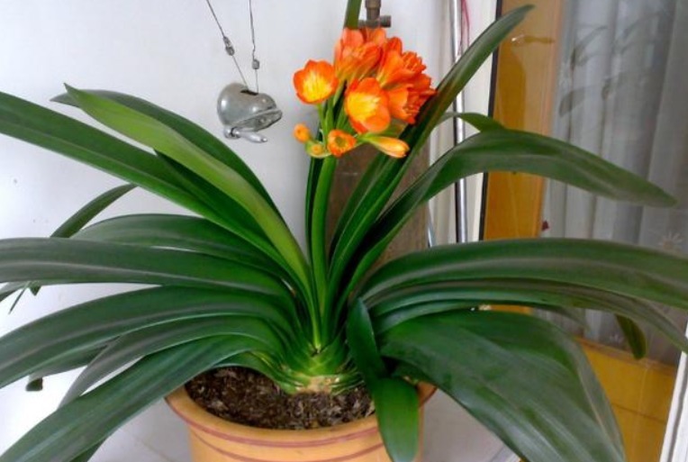 什么黄豆水、淘米水都不如“它”，10天浇一次，叶绿、花旺