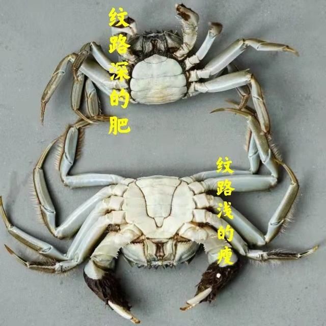 腹部|买螃蟹，是不是“顶盖肥”就看这“1处”，老渔夫的方法就是实用