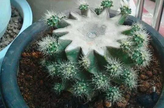 呼呼|常见的2种花,夏天多“切几刀”,才能呼呼冒“新芽”,翻倍的长