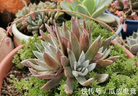 20种多肉推荐给大家,美图美肉,那种多肉你最喜欢