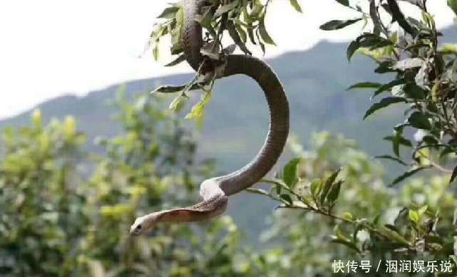 不会飞的动物也想“飞”那些向往飞行的动物学会的第一个“技能”