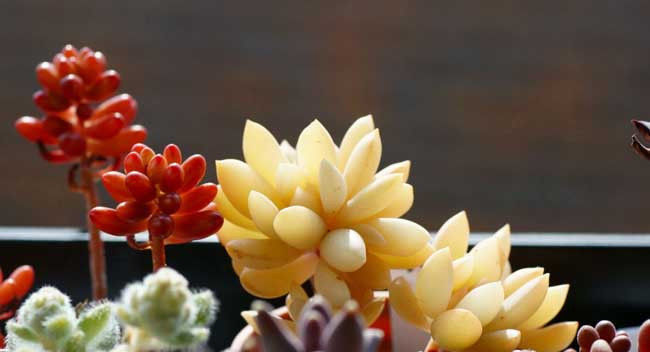 多肉植物|多肉植物可以放卧室吗多肉放卧室对身体好吗