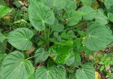 消肿止痛|立秋时节,不容错过此野菜,能解毒,消肿止痛,吃到就是捡到宝