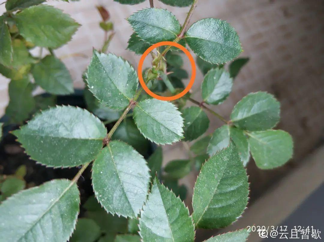 营养液|马上进入花期的花,10天一次肥,下个月就开花