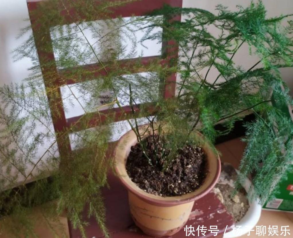 叶子|文竹发黄了怎么办全部剪掉,就能长出新叶子!