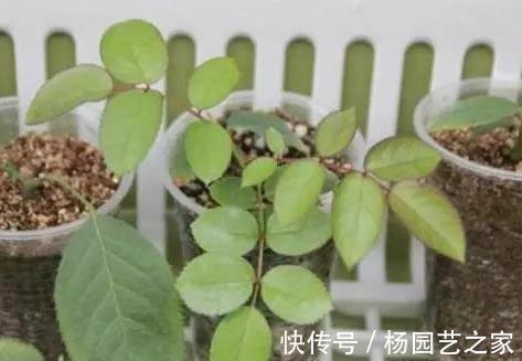 花卉|7月份以后,以下漂亮的花卉,扦插正当时,不仅环境合适生根还快