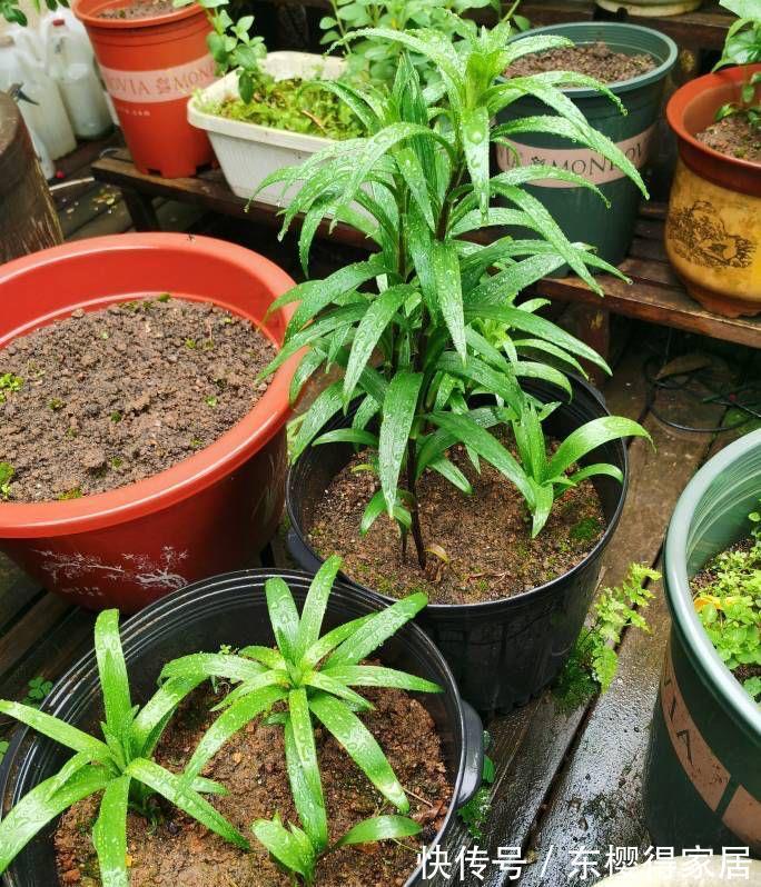 残花|百合花开完后这样“处理”，简单又方便，来年接着开花，更漂亮