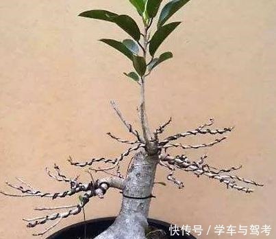 玩盆景,蟠扎应该怎么做才能造型快速获得原来还有如此3个技巧!