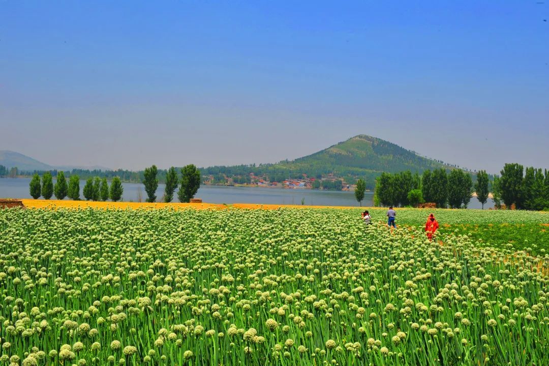 甜桃|山东电视台新闻频道播出—《宁阳：秋抚凤仙山波漾玉女湖》