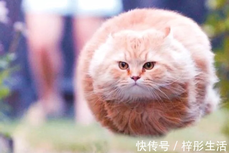 我是谁|他用手工雕塑高度还原魔性动物表情包,这画风也太搞笑了吧!