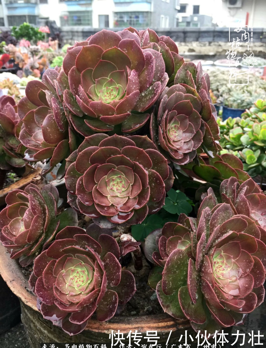 多肉植物|为肉钟情:楼顶上的多肉!