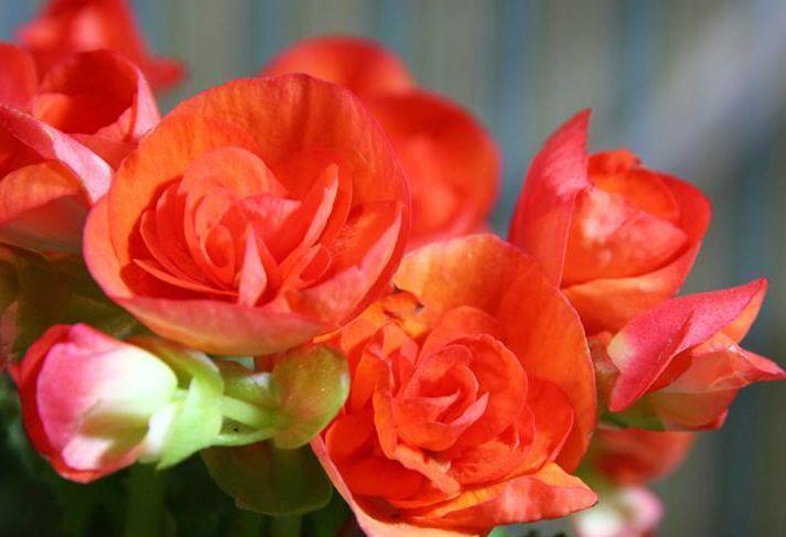 几款花卉养在家里,开花美长势旺,花期长达300天