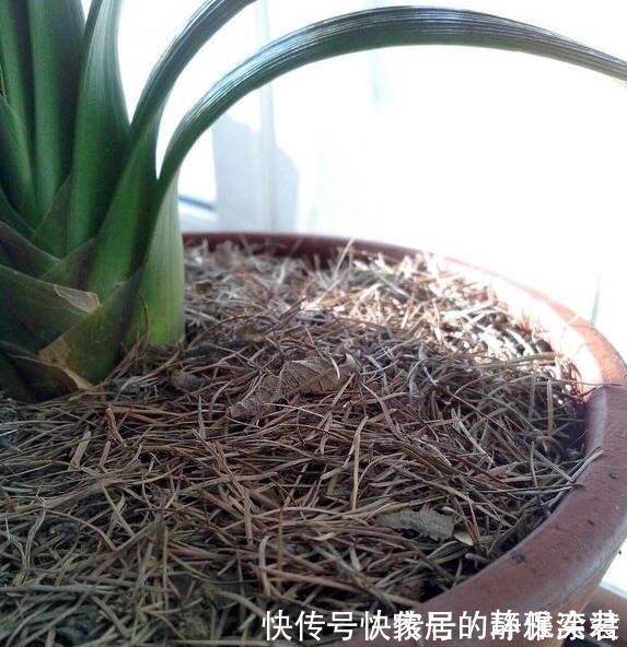 养花土,用一个塑料袋,轻松杀虫灭菌,花盆里一个虫子都没有