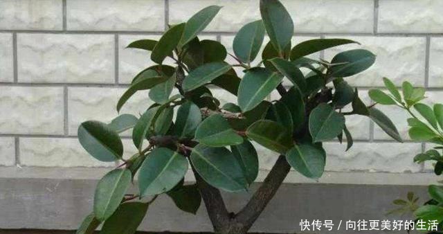 橡皮树,一刀剪得光秃秃,这样养护,起死回生冒新枝!