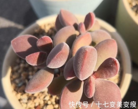 没想到诺歌诗可以这么红,要让诺歌诗多肉变红,5点不能忽略