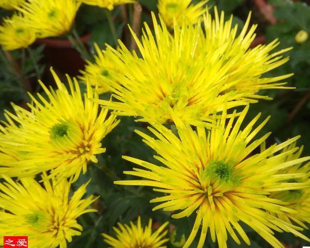 喜欢菊花,就养盆“菊之珍品”南农松月,色泽艳丽,美爆了