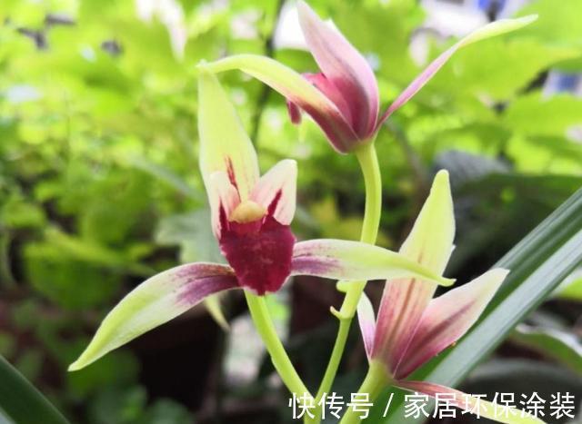 新手养兰花 注意 三细节 花姿优雅 一年能花开四五次 粉紫色