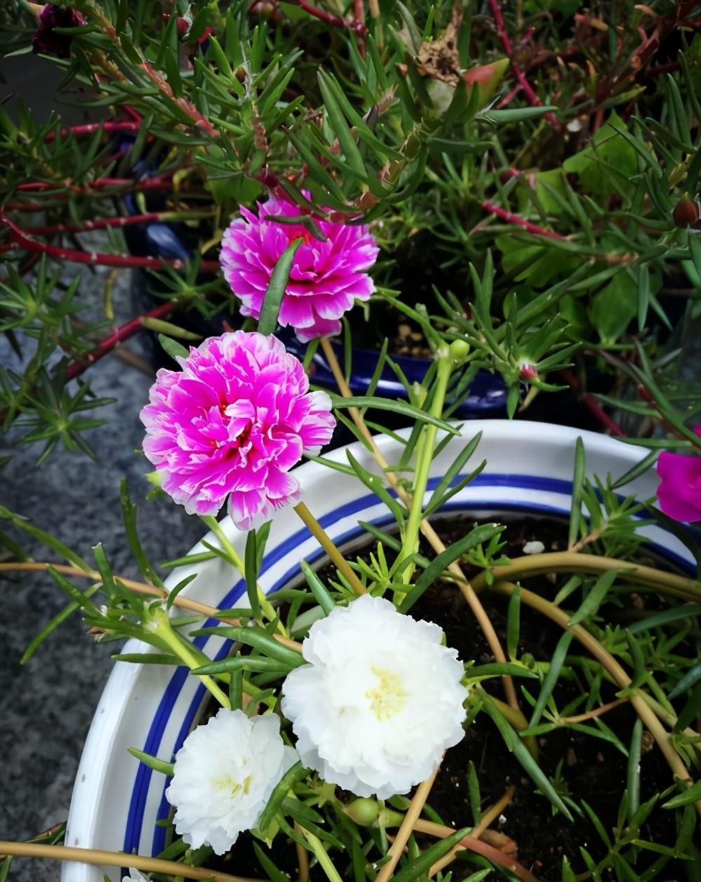 6种易爆盆的花，有哪些妙招，养护过程要注意什么？