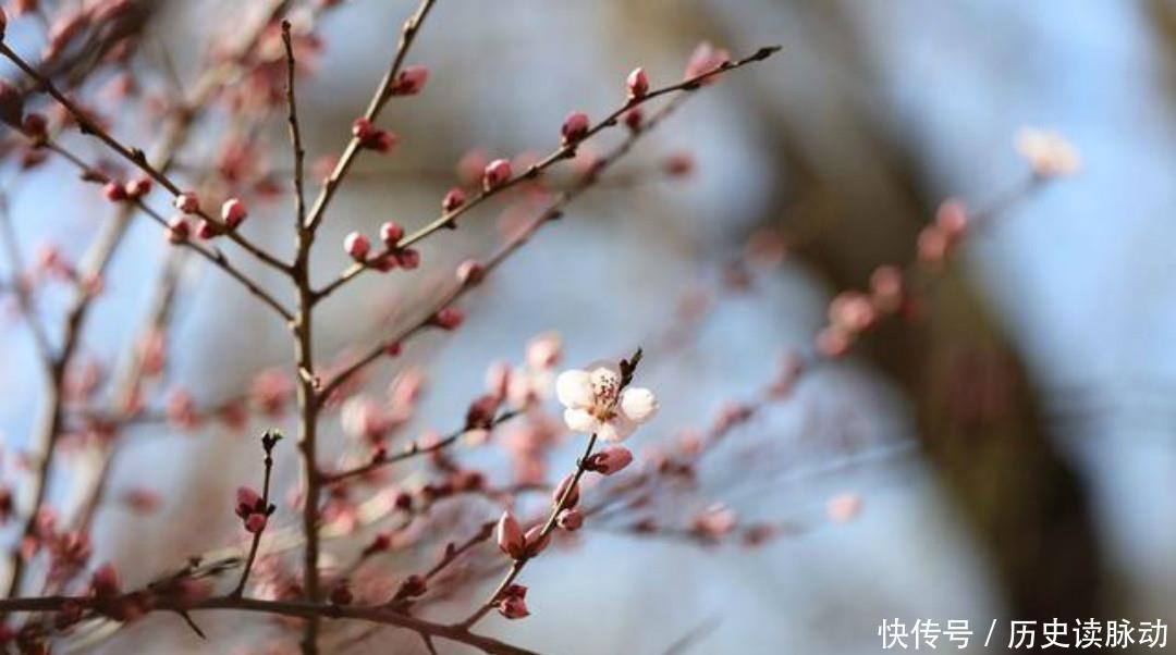 清朝大诗人袁枚最美的一首诗,只有短短20个字,写出了最美的春天