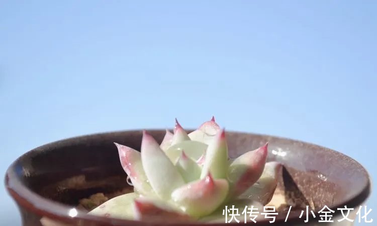 以阳光为滤镜,蓝天为背景,期待拥抱春天,拥抱自然!