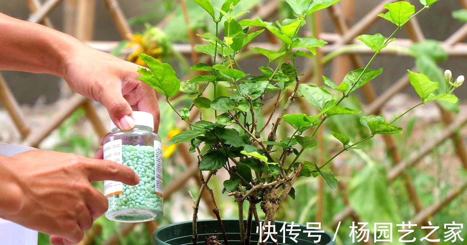 养护|茉莉中“老大难”，虎头茉莉真难养？牢记4技巧，轮番开花赛牡丹