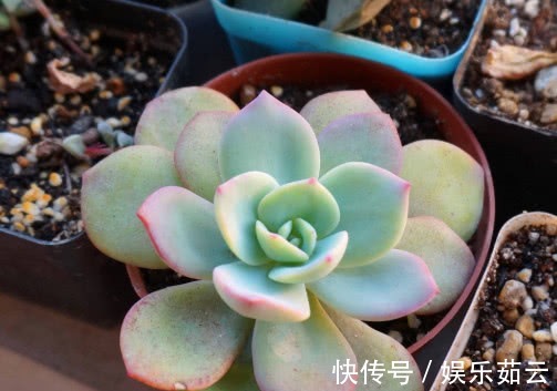 多肉植物|多肉白凤怎么叶插教你3个小步骤,叶插后生根快速越长越旺盛