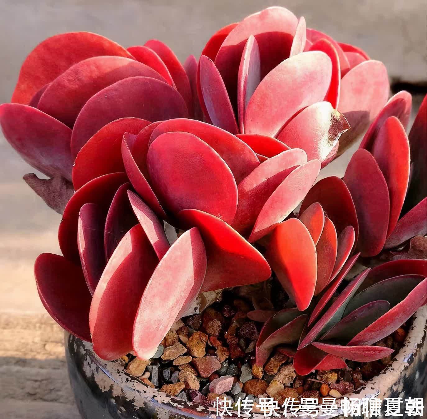 唐印|6种多肉好养活,夏天不休眠,晒晒太阳红彤彤,度夏也萌